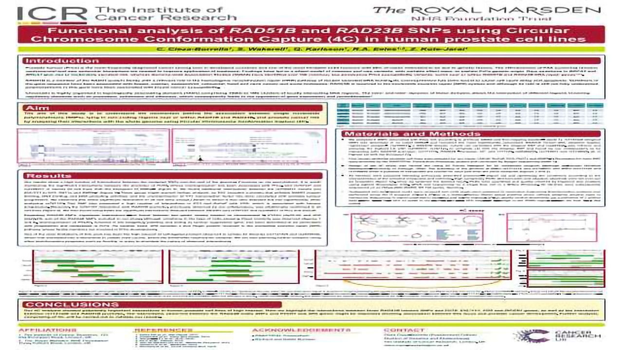 Functional Analysis of RAD51B and RAD23B SNPs using Circular Chromosome Conformation Capture (4C) in Human Prostate Cell Lines