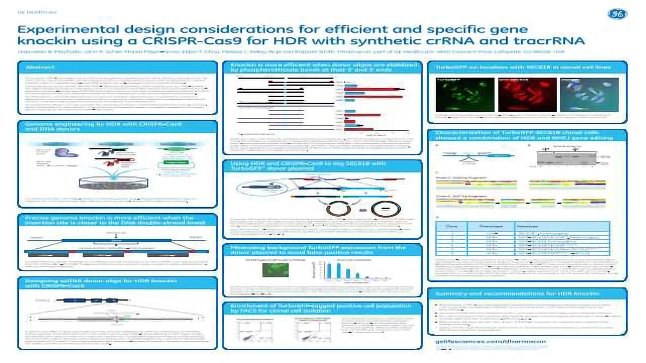 Experimental design considerations for efficient and specific gene knockin using a CRISPR-Cas9 for HDR with synthetic crRNA and tracrRNA