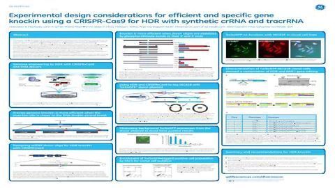 Experimental design considerations for efficient and specific gene knockin using a CRISPR-Cas9 for HDR with synthetic crRNA and tracrRNA