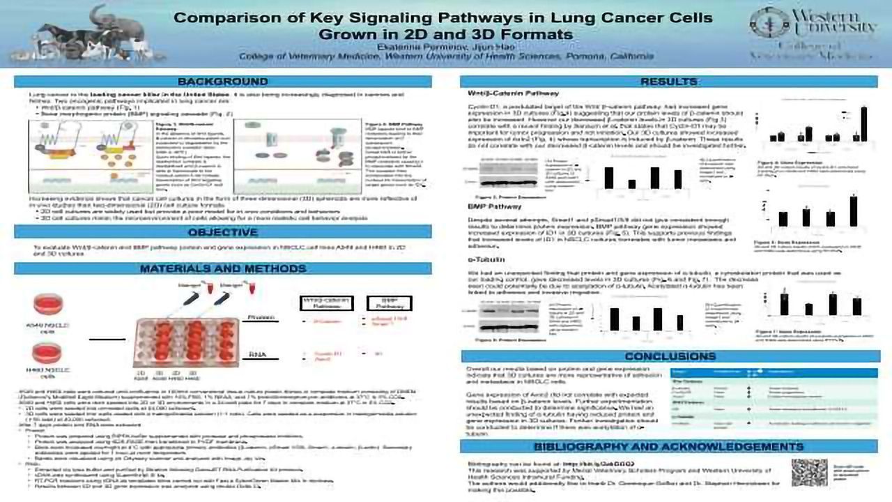 Comparison of Key Signaling Pathways in Lung Cancer Cells Grown in 2D and 3D Formats