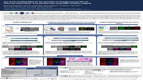 Use of Non-modified RNAs for the Derivation of Clinically-relevant iPS Cell Lines from Human Blood, Urine and Skin Cells using GMP-compliant Reagents