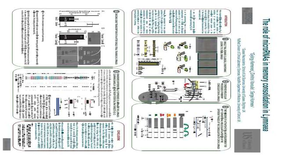 The Role of microRNAs in Memory Consolidation in Lymnaea content piece image