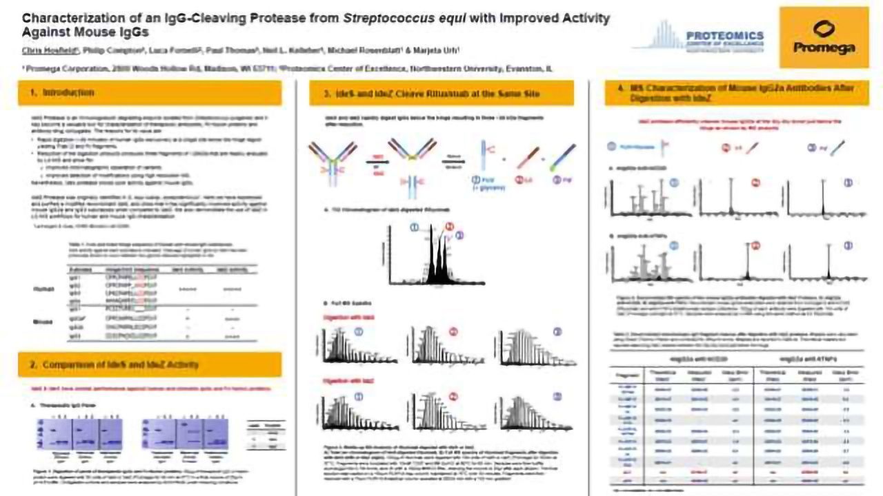 An IgG Cleaving Protease from S equi with Improved Activity Against Mouse IgGs