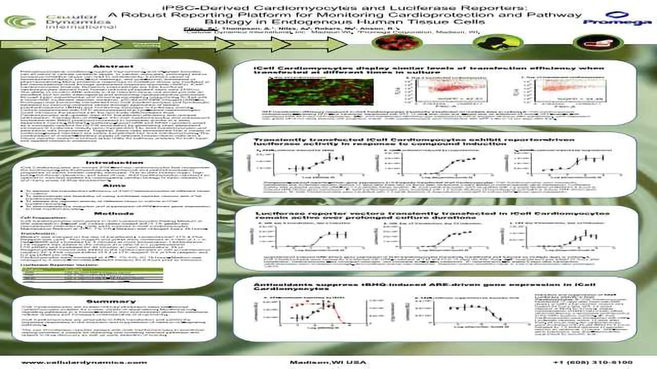 iPSC-Derived Cardiomyocytes and Luciferase Reporters: A Robust Reporting Platform for Monitoring Cardioprotection and Pathway Biology in Endogenous Human Tissue Cells