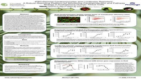 iPSC-Derived Cardiomyocytes and Luciferase Reporters: A Robust Reporting Platform for Monitoring Cardioprotection and Pathway Biology in Endogenous Human Tissue Cells