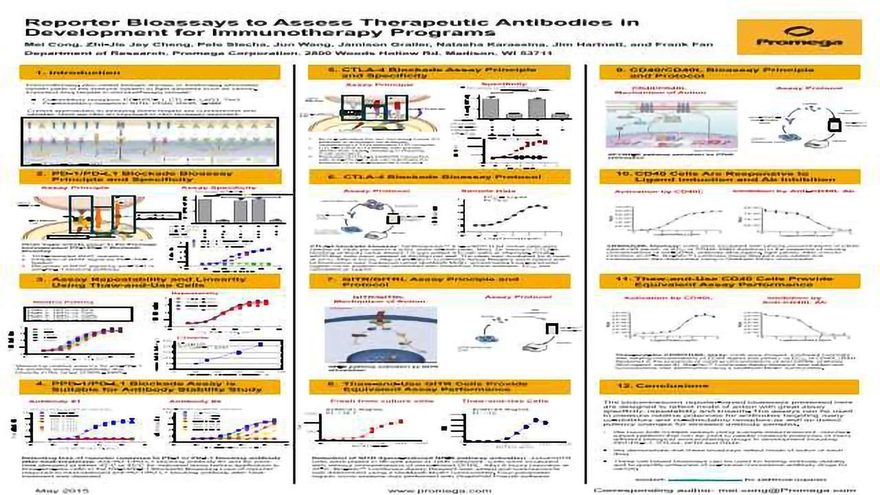 Reporter Bioassays to Assess Therapeutic Antibodies for Immunotherapy Programs