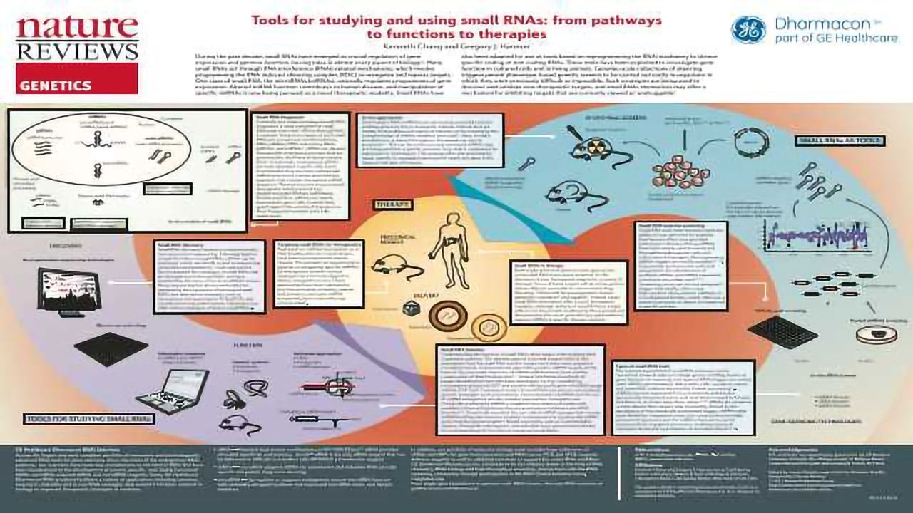 Tools for Studying and Using Small RNAs: From Pathways to Functions to Therapies