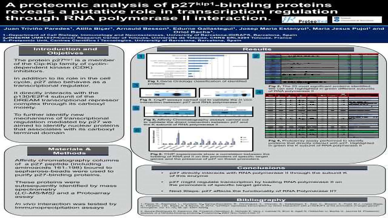 A proteomic analysis of p27<sup>kip1</sup>-binding proteins reveals a putative role in transcription regulation through RNA polymerase II interaction