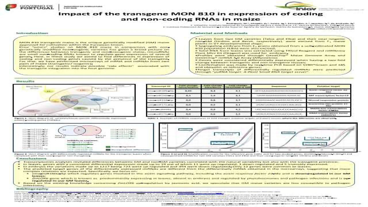 Impact of the transgene MON 810 in expression of coding and non-coding RNAs in maize