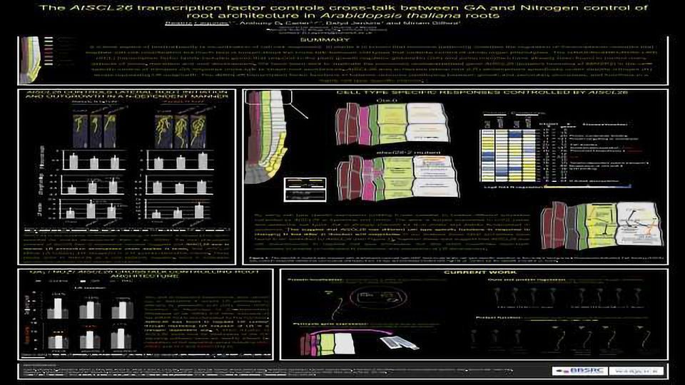 THe AtSCL26 Transcription Factor Controls Cross-talk Between GA and N Root Architecture in Arabidopsis Thaliana Roots content piece image