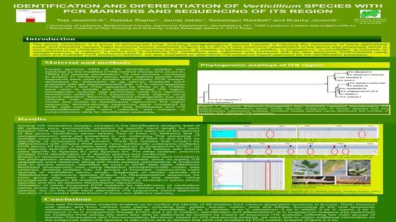 IDENTIFICATION AND DIFERENTIATION OF Verticillium SPECIES WITH PCR MARKERS AND SEQUENCING OF ITS REGION