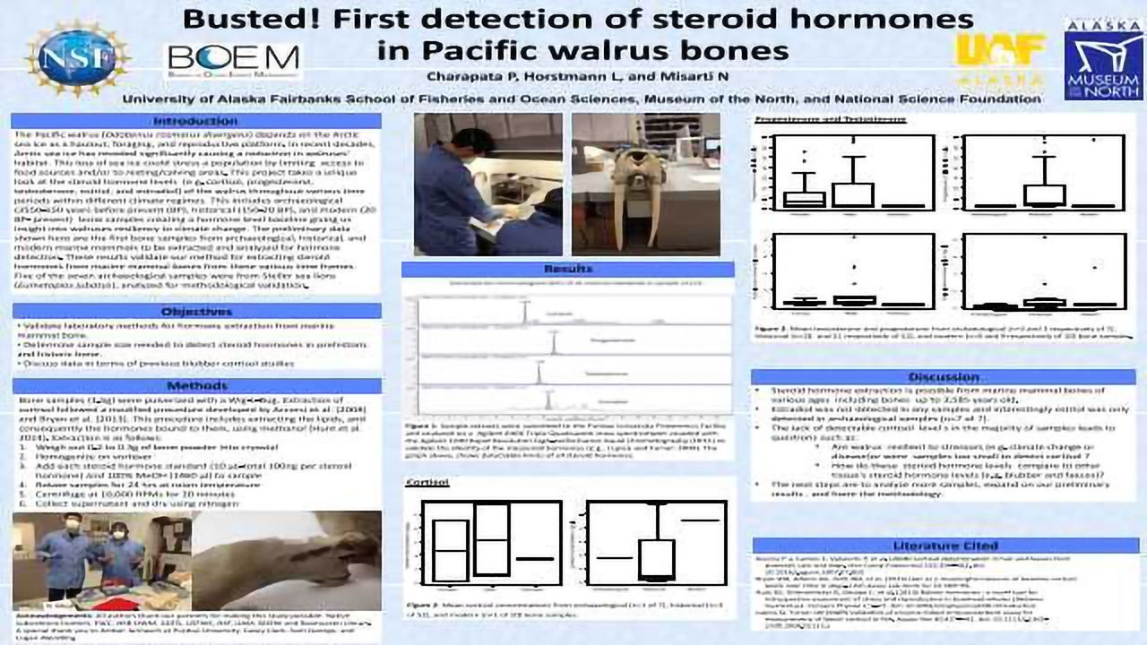 Busted! First Detection of Steroid Hormones in Pacific Walrus Bones