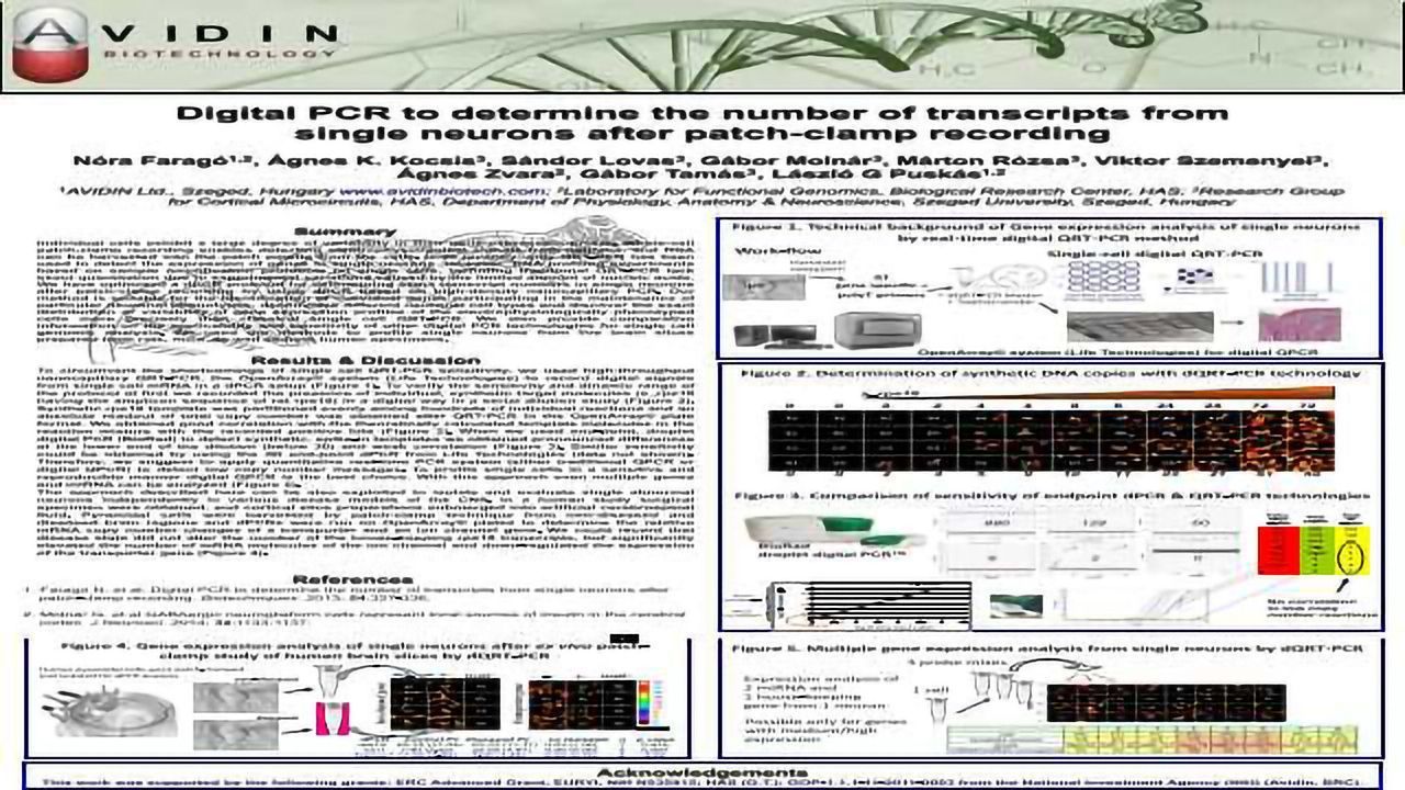 Digital PCR to Determine the Number of Transcripts from Single Neurons after Patch-clamp Recording