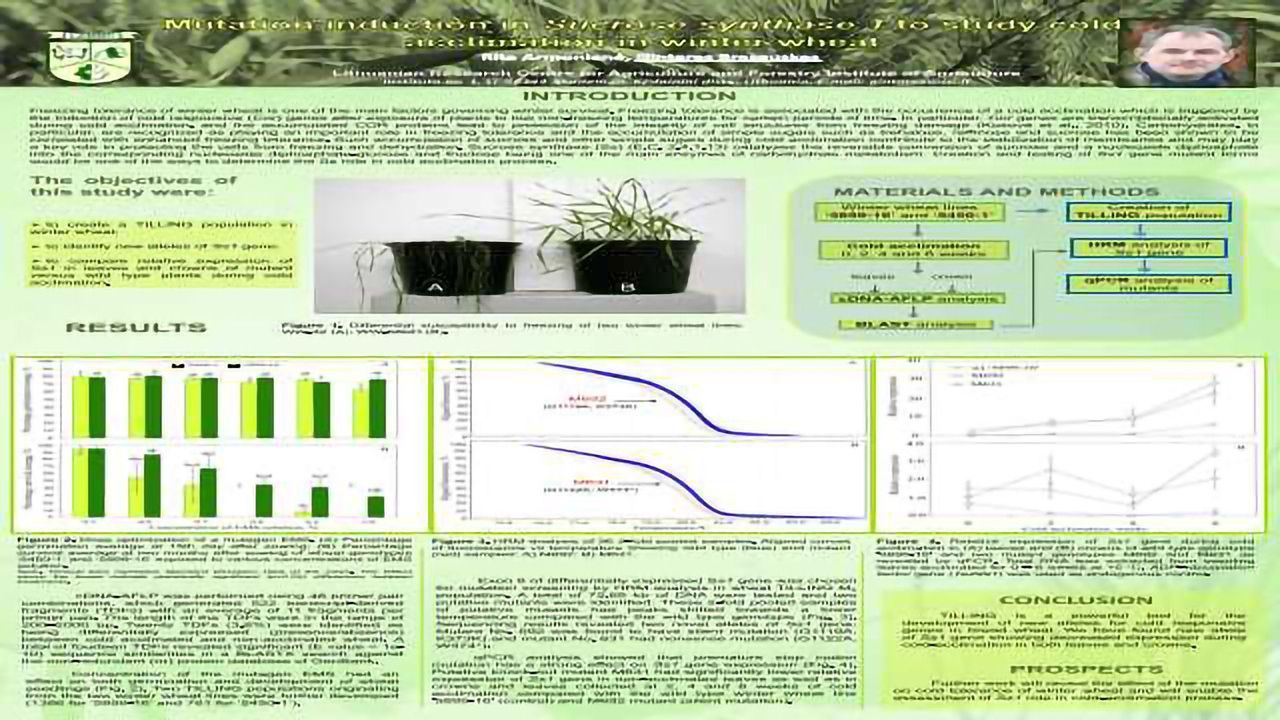 Mutation Induction in Sucrose Synthase 1 to Study Cold Acclimation in Winter Wheat