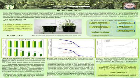 Mutation Induction in Sucrose Synthase 1 to Study Cold Acclimation in Winter Wheat