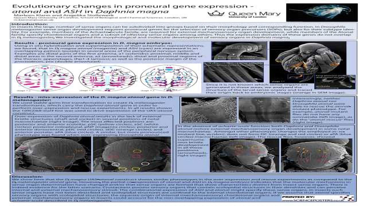 Evolutionary Changes in Proneural Gene Expression - <i>atonal</i> and <i>ASH</i> in <i>Daphnia magna</i>