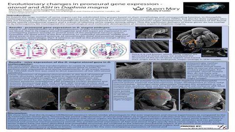 Evolutionary Changes in Proneural Gene Expression - <i>atonal</i> and <i>ASH</i> in <i>Daphnia magna</i>