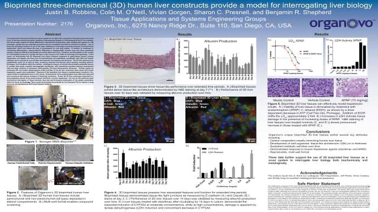 Bioprinted three-dimensional (3D) human liver constructs provide a model for interrogating liver biology
