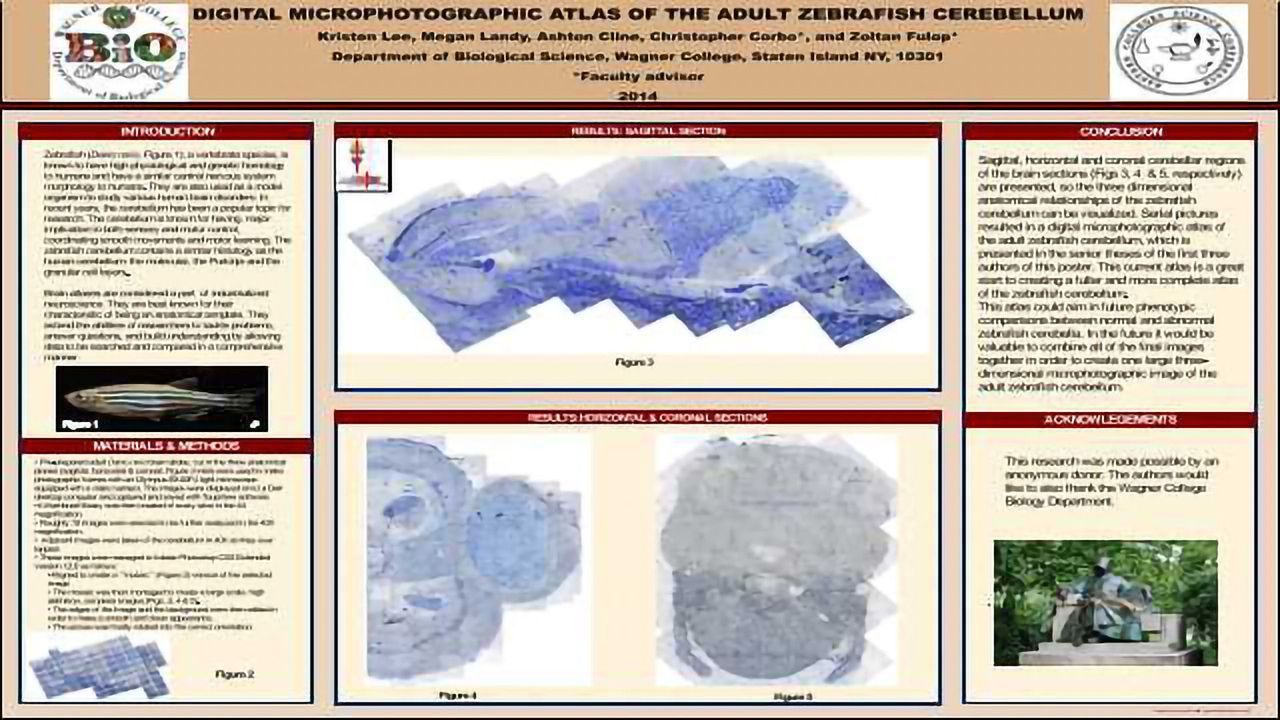 Digital microphotographic atlas of the adult zebrafish cerebellum