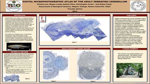 Digital microphotographic atlas of the adult zebrafish cerebellum