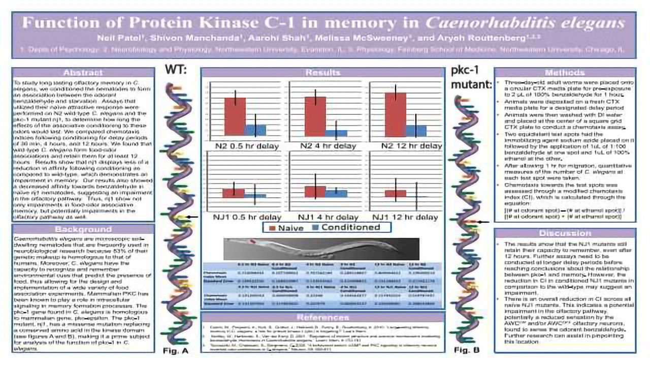 Function of Protein Kinase C-1 in memory in Caenorhabditis elegans