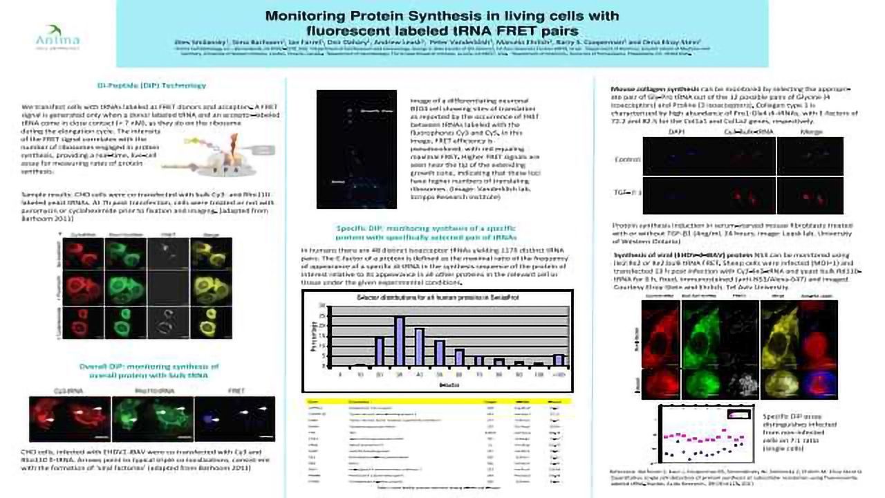Monitoring Protein Synthesis in Living Cells With Fluorescent Labeled tRNA FRET Pairs