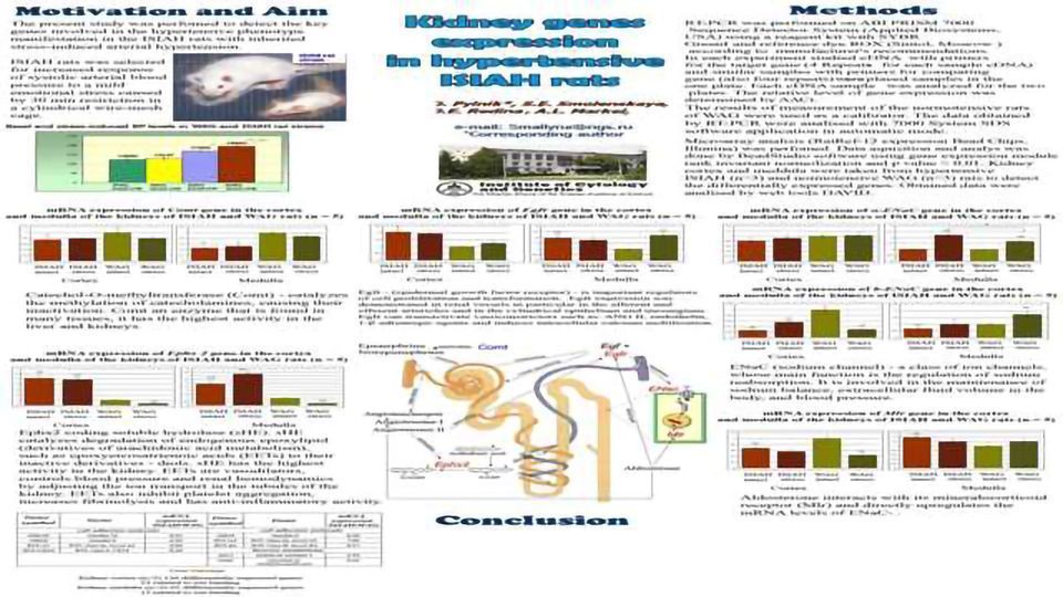 Kidney Genes Expression in Hypertensive ISIAH Rats content piece image