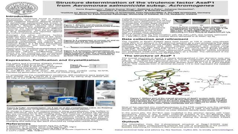 Structure determination of the virulence factor AsaP1 from Aeromonas salmonicida subsp. Achromogenes content piece image