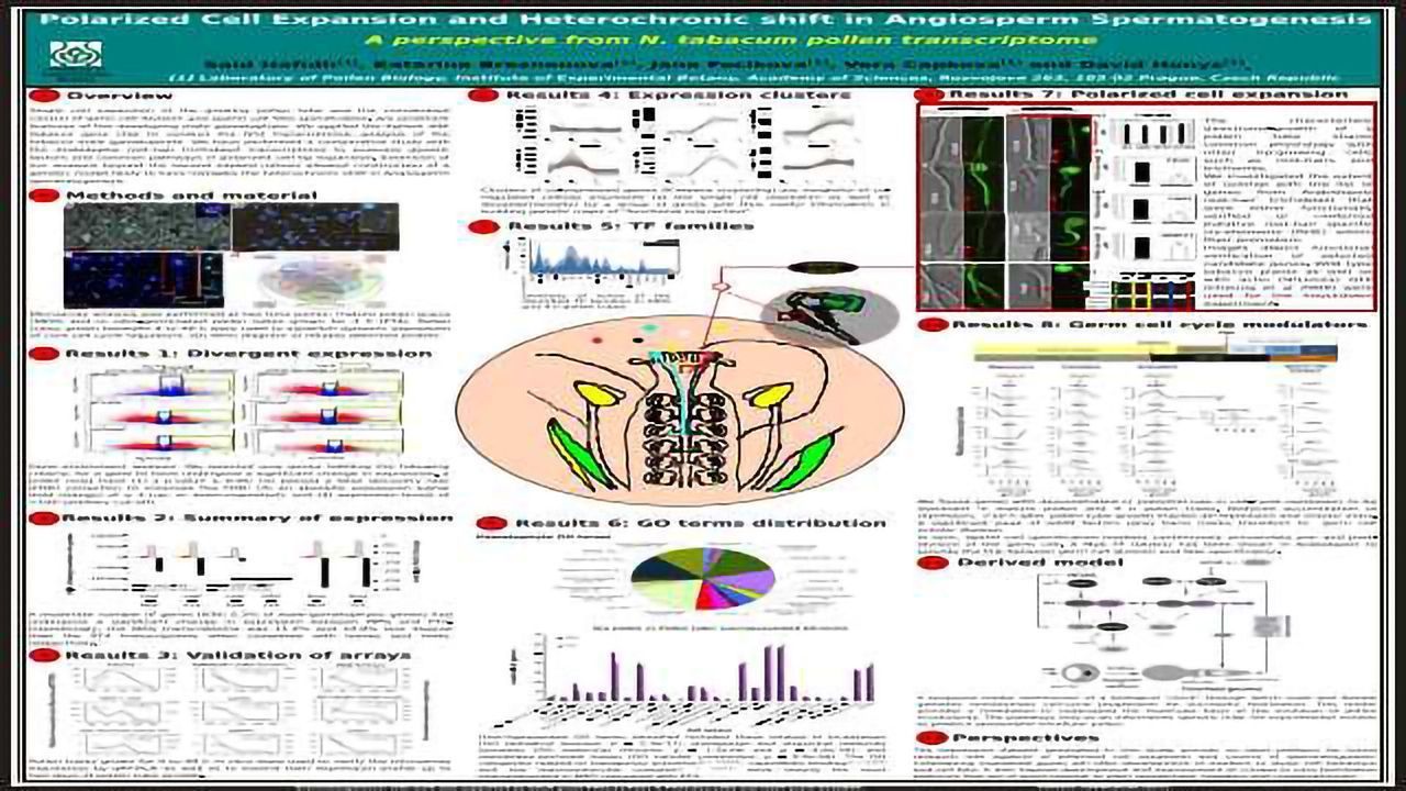Polarized Cell Expansion and Heterochronic Shift in Angiosperm Spermatogenesis