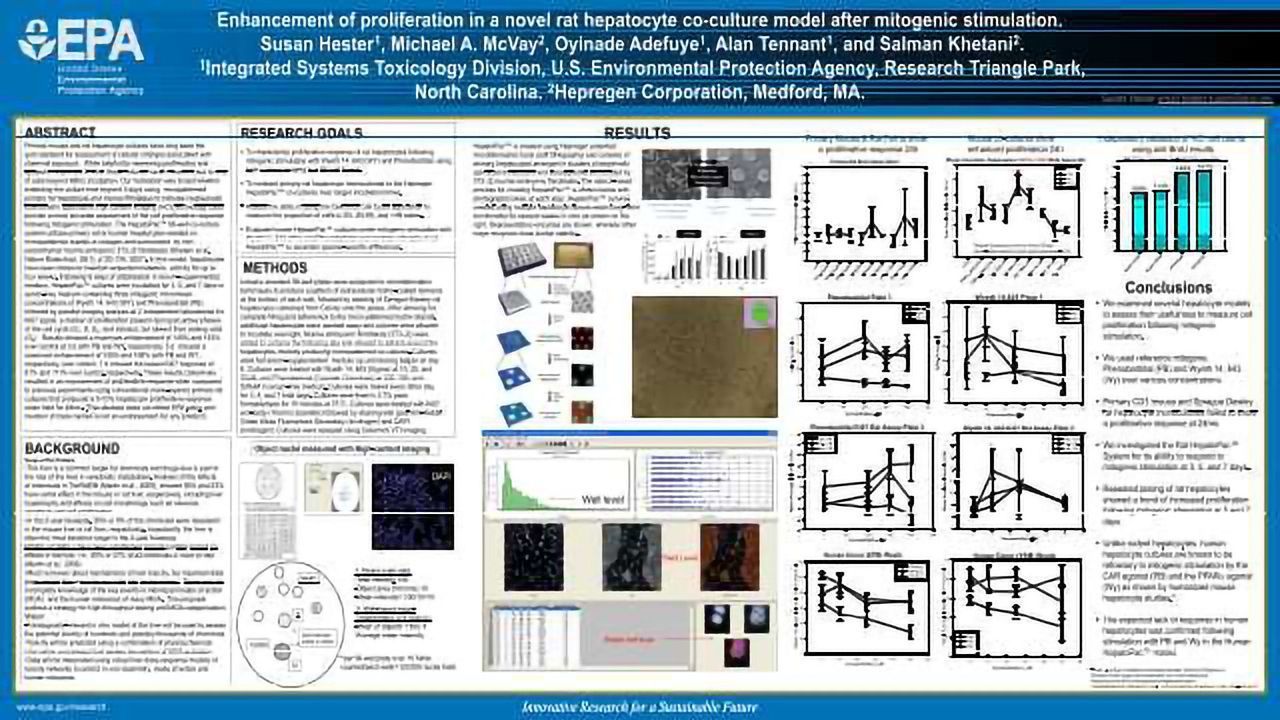 Enhancement of proliferation in a novel rat hepatocyte co-culture model after mitogenic stimulation