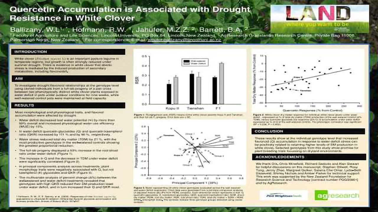 Quercetin Accumulation is Associated with Drought Resistance in White Clover