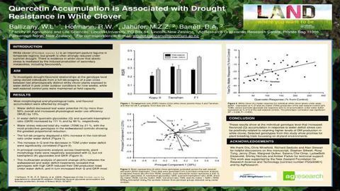Quercetin Accumulation is Associated with Drought Resistance in White Clover