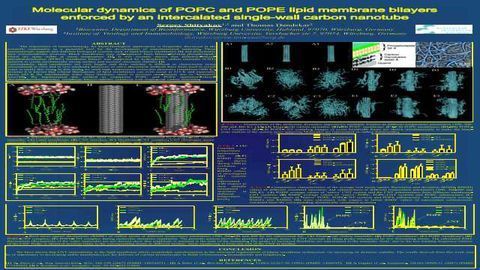 Molecular dynamics of POPC and POPE lipid membrane bilayers enforced by an intercalated single-wall carbon nanotube