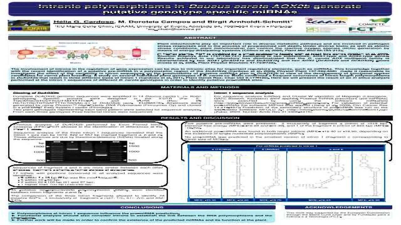 Intronic polymorphisms in Daucus carota AOX2b generate putative genotype specific miRNA