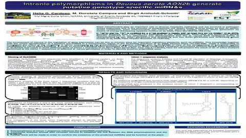 Intronic polymorphisms in Daucus carota AOX2b generate putative genotype specific miRNA