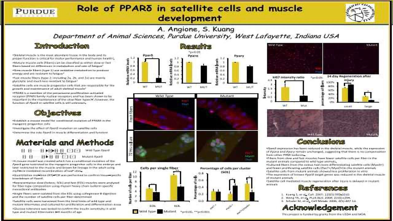 Role of PPARd in satellite cells and muscle differentiation