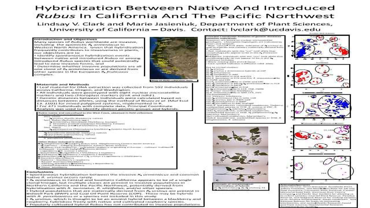 Hybridization between native and introduced Rubus in California and the Pacific Northwest