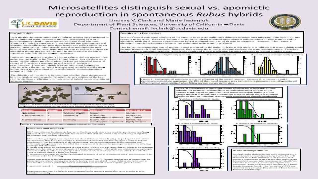 Microsatellites distinguish sexual vs. apomictic reproduction in spontaneous Rubus hybrids