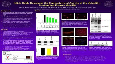 Nitric Oxide Decreases the Expression and Activity of the Ubiquitin-Conjugating Enzyme UbcH10