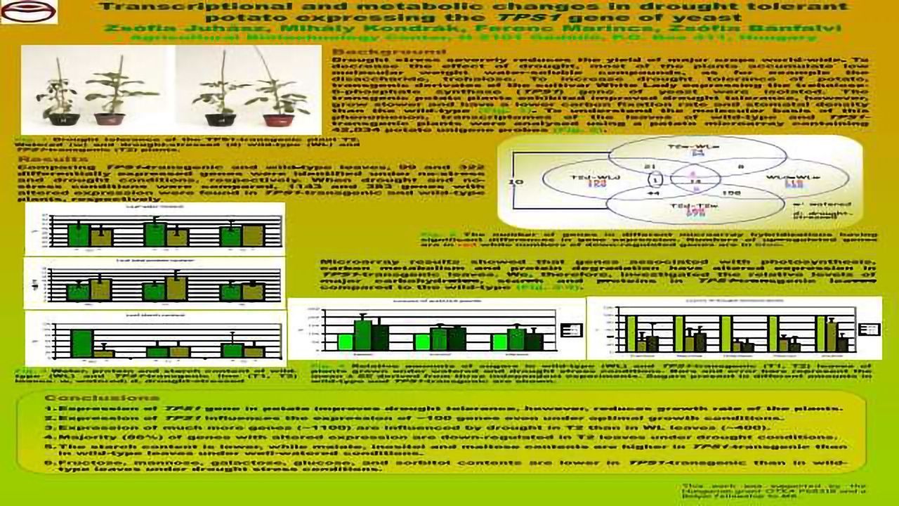Transcriptional and metabolic changes in drought tolerant potato expressing the TPS1 gene of yeast
