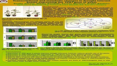 Transcriptional and metabolic changes in drought tolerant potato expressing the TPS1 gene of yeast