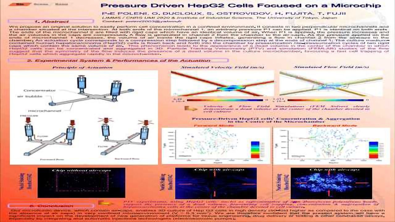 Pressure Driven HepG2 cells Focusing on a Microchip