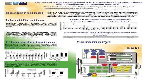 The role of a light-upregulated NF-YB member in photosynthesis and development in Triticum aestivum
