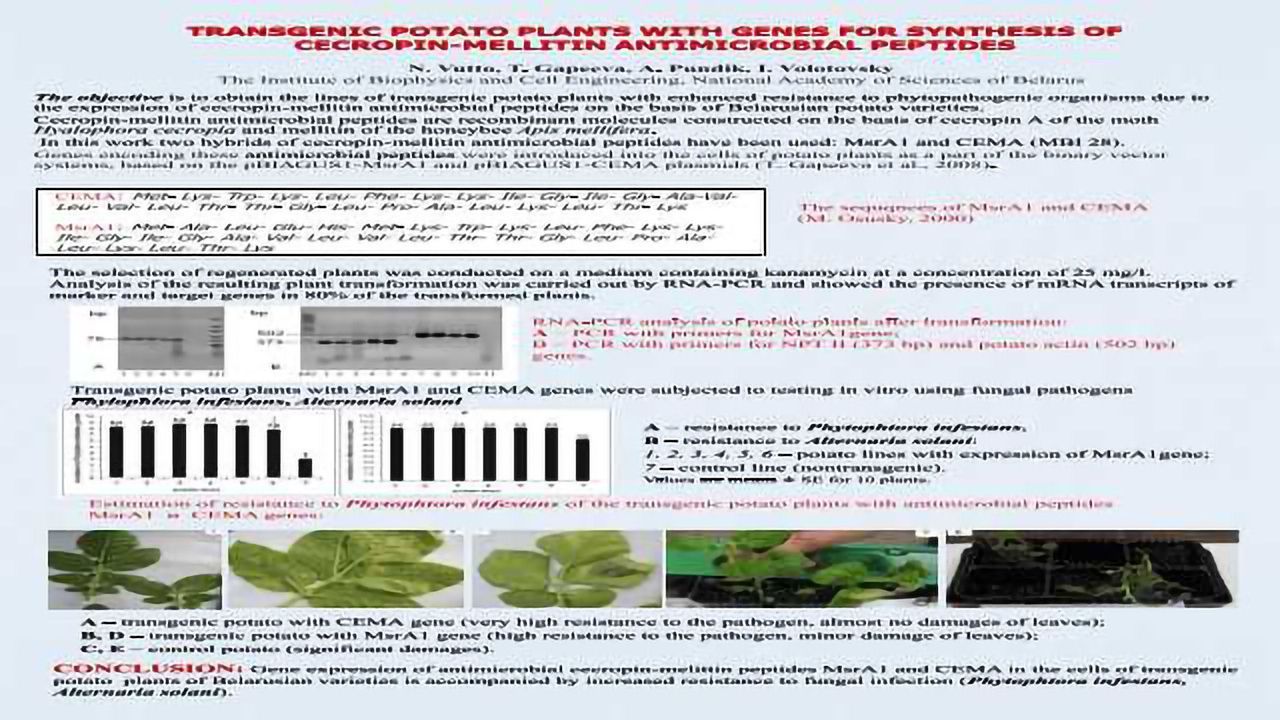 TRANSGENIC POTATO PLANTS WITH GENES FOR SYNTHESIS OF CECROPIN-MELLITIN ANTIMICROBIAL PEPTIDES