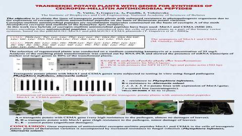 TRANSGENIC POTATO PLANTS WITH GENES FOR SYNTHESIS OF CECROPIN-MELLITIN ANTIMICROBIAL PEPTIDES