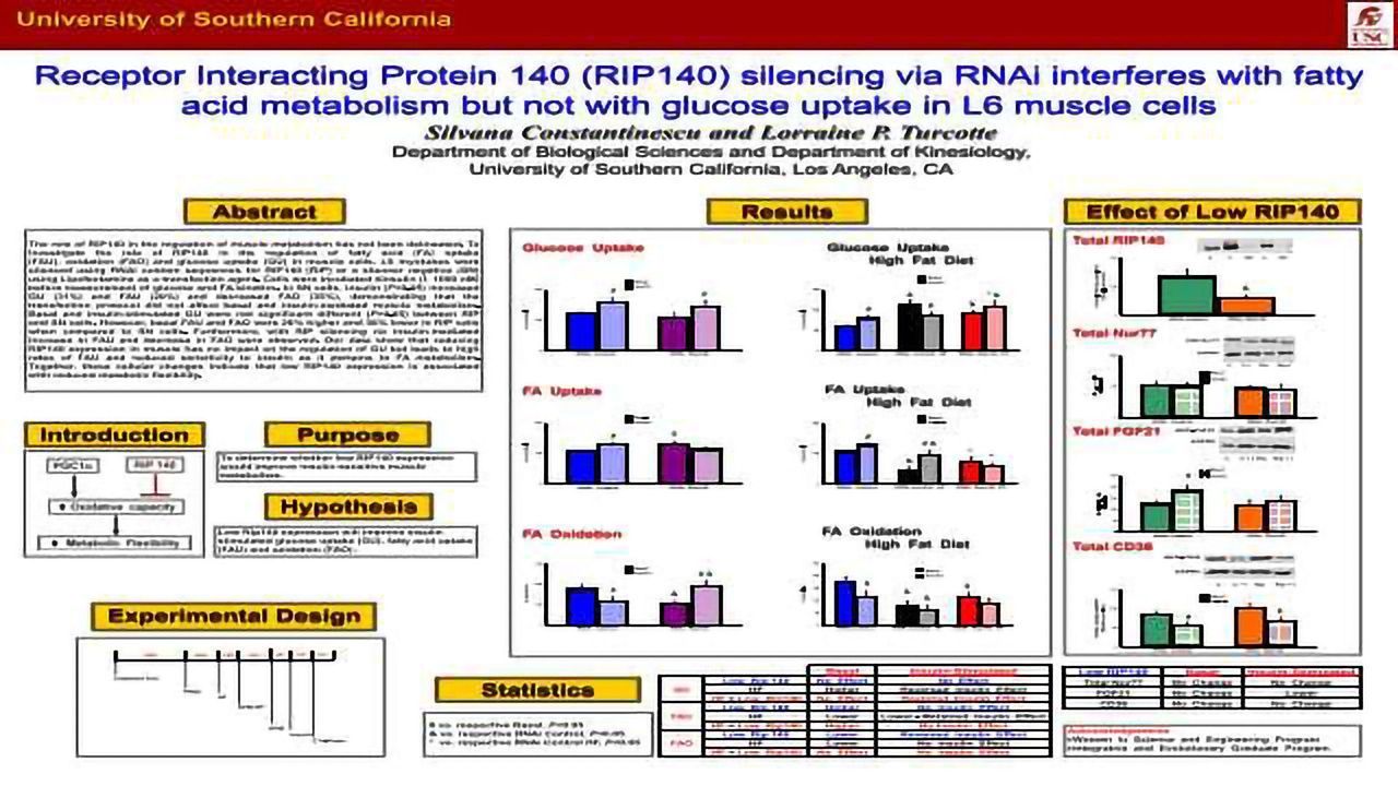 Receptor Interacting Protein 140 (RIP140) silencing via RNAi interferes with fatty acid metabolism but not with glucose uptake in L6 muscle cells