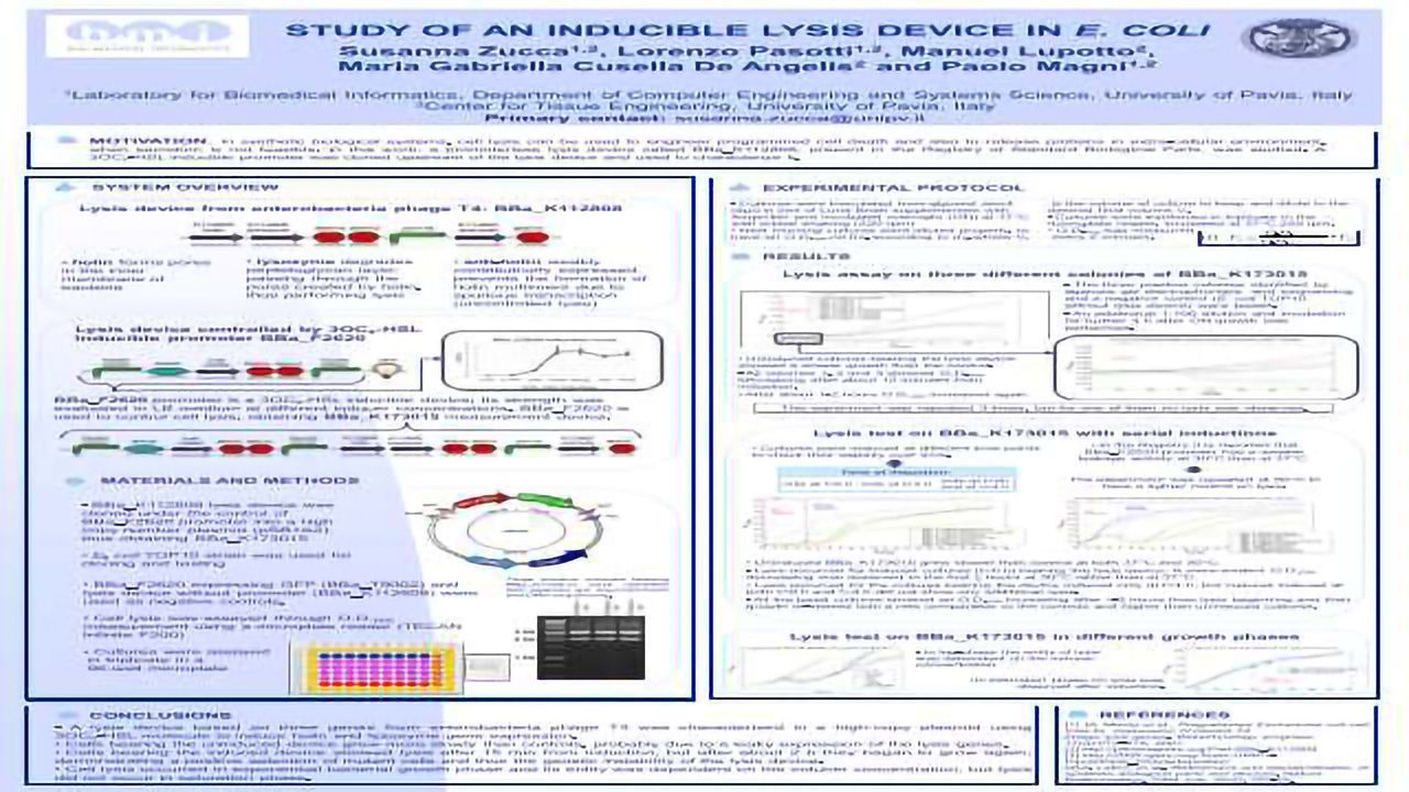 Study of an inducible lysis device in E. coli
