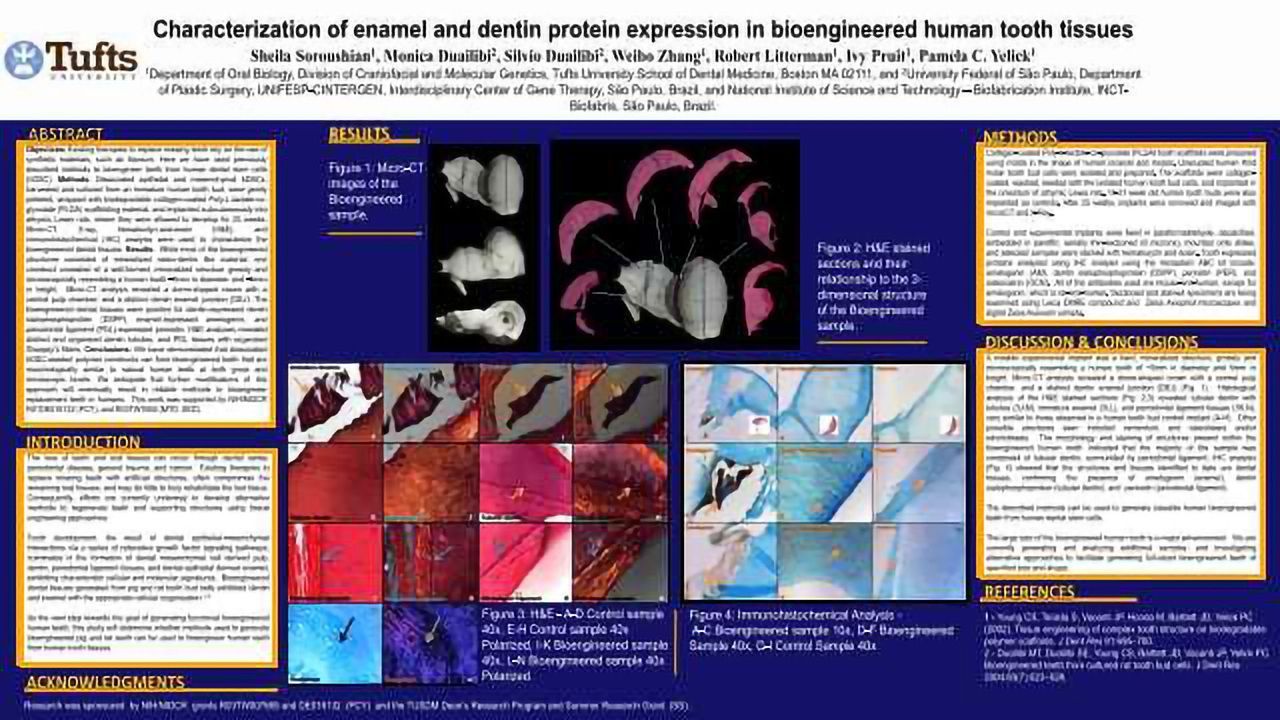 Characterization of enamel and dentin protein expression in bioengineered human tooth tissues