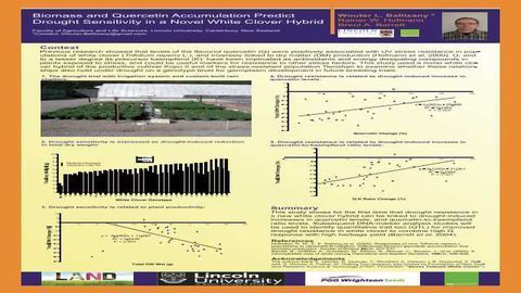 Biomass and Quercetin Accumulation Predict Drought Sensitivity in a Novel White Clover Hybrid