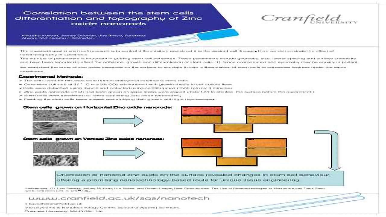 Correlation between the stem cells differentiation and topography of Zinc oxide nanorods